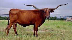 gjjgf Purebred Texas Longhorn - Bred Heifers,open heifers and steers.